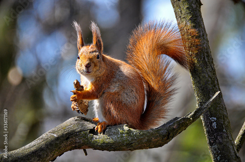 The eurasian red squirrel sits on a tree branch. (Sciurus vulgaris). © Vlad