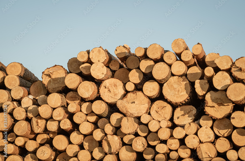 Logs with growth rings and blue sky