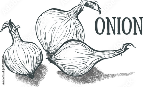 Hand drawn sketch onion. Eco food. Vector illustration. onion on the white background.