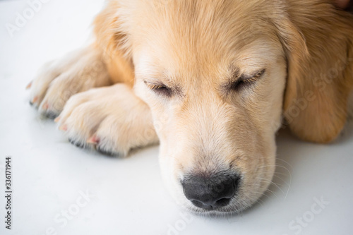 Cute muzzle of retriever dog with eyes closed