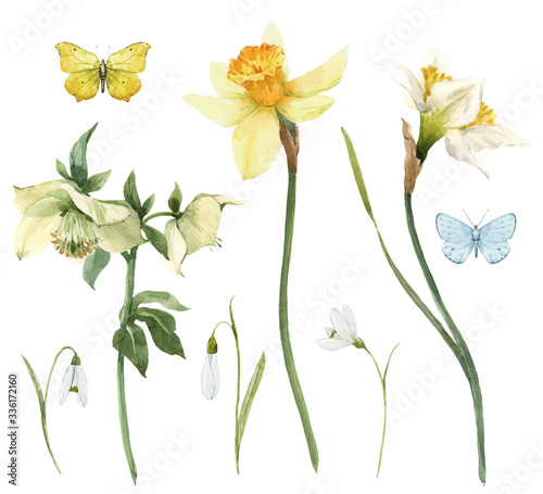 Fotografia Beautiful watercolor floral set with gentle hellebore and daffodil flowers