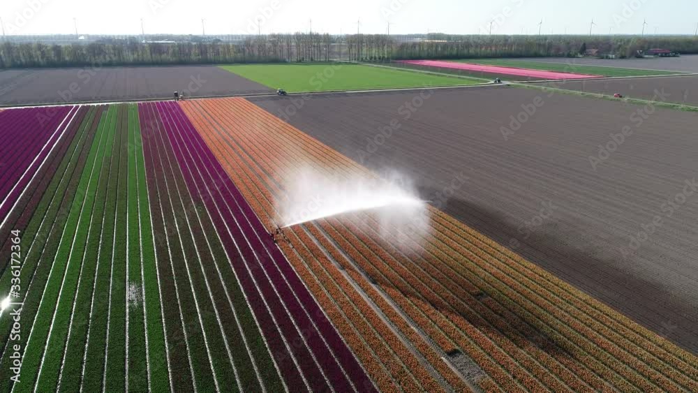 Bewässerung von Tulpenfeldern in den Niederlanden, aus der Luft gefilmt
