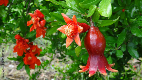 red pomegranate flowers photo