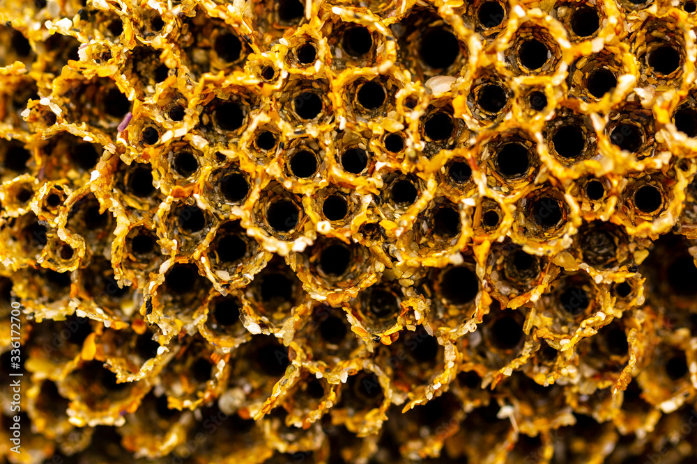 Abstract yellow background of mollusk holes in a beach rock.