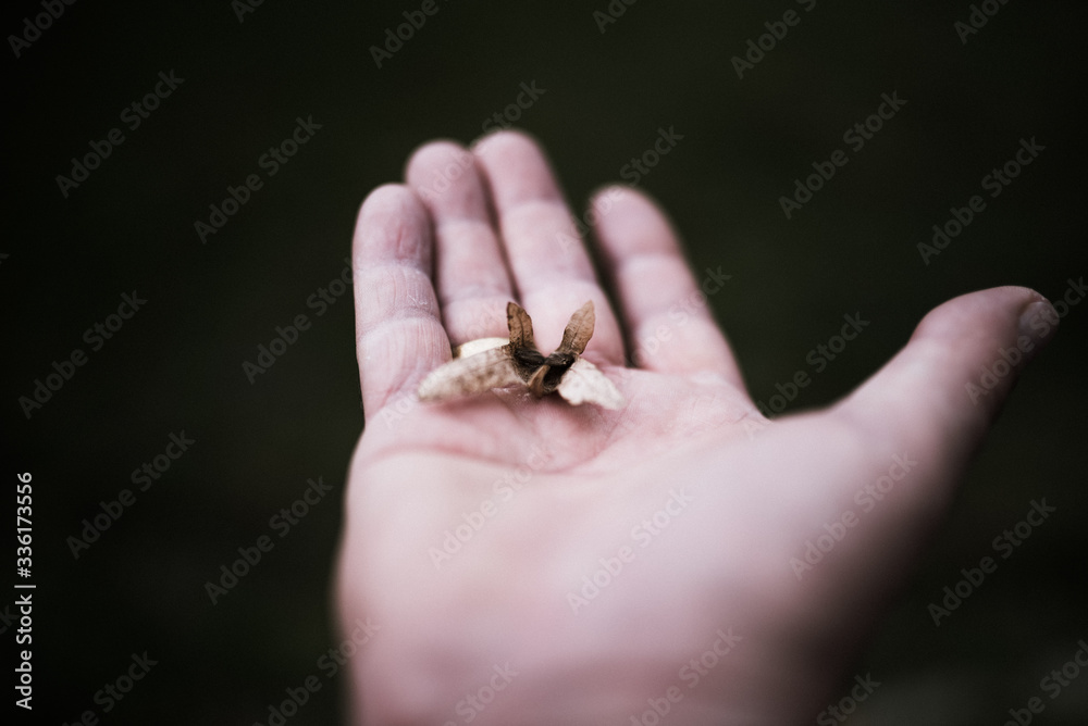 leaf in hands