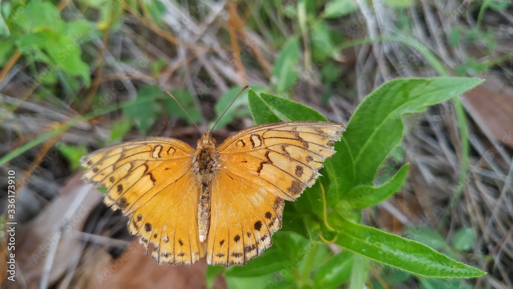 Obraz premium yellow butterfly