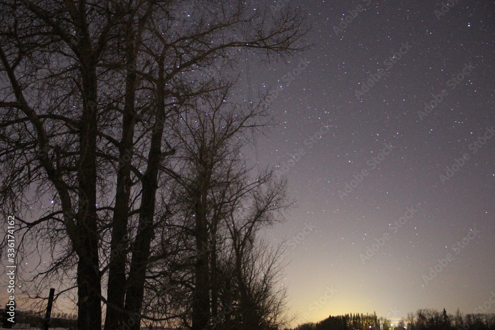 trees in the night trees in the night