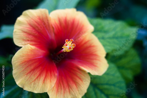 Beautiful tropical hibiscus colorful flower closeup with leaves © Innocentijs