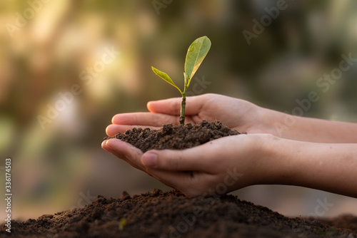 Close up Woman's hands holding a seedling planted in the soil and blurred backgrounds. The concept of growing plants in nature