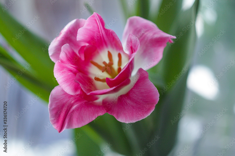 Bouquet of pink tulips on a mirror background. Bouquet of pink tulips on a mirror background.