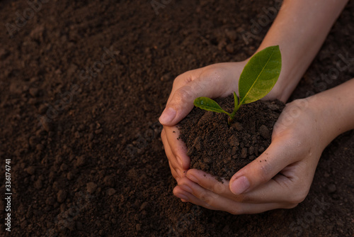 Close up Woman's hands holding a seedling to plant in the ground. The concept of growing plants in nature.