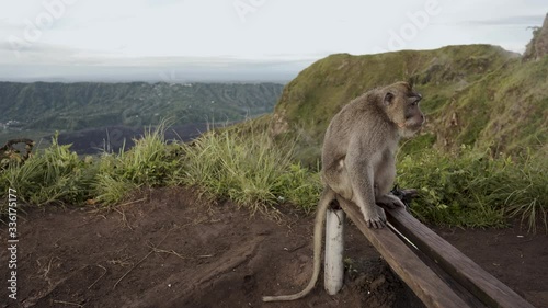 Long tailed monkey, macaque, sitting on a bench on top of Mount Batur, Bali, Indonesia. Cute primate looking over scenic landscape of a popular tourist vacation destination. Lush green volcano terrain photo