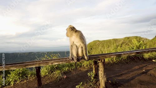 Golden light shines on macaque relaxing on a bench beside hiking trail on Mount Batur, Bali, Indonesia. Tropical landscape and scenery from high elevation on active volcano. Vacation island paradise. photo