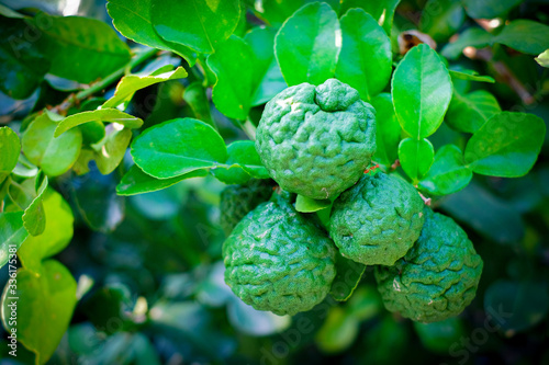 Close up of bergamot fruit on the tree. Bergamot is herbal fruit in Thailand.