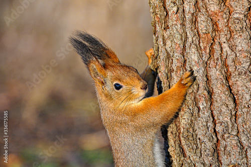 The eurasian red squirrel close-up portrait. (Sciurus vulgaris). © Vlad