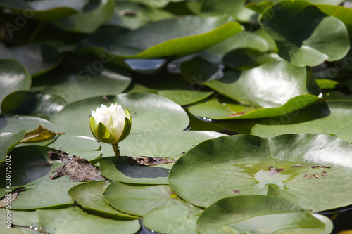 Fototapet Saltash (England), UK - August 21, 2015: Ninfee in Cotehele park, near Saltash,  Cornwall, England, United Kingdom