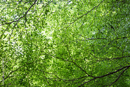 green leaf of tree background on day light © Yanukit