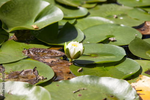 Tablou pe pânză Saltash (England), UK - August 21, 2015: Ninfee in Cotehele park, near Saltash,  Cornwall, England, United Kingdom