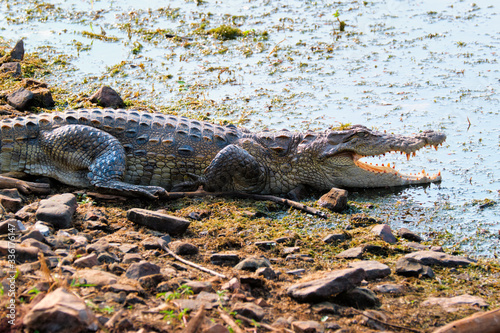 Snub Nosed Marsh Crocodile mugger crocodile (Crocodylus palustris) is a crocodilian native to freshwater in India. Ranthambore National Park, Rajasthan, India