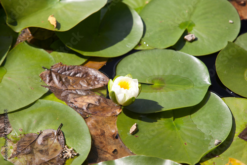 Fotografie Saltash (England), UK - August 21, 2015: Ninfee in Cotehele park, near Saltash,  Cornwall, England, United Kingdom