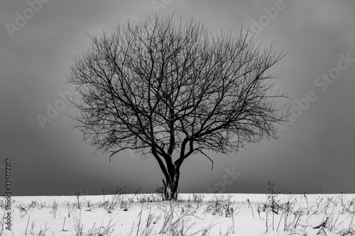 Fototapete Samotne, nagie drzewo zimą
