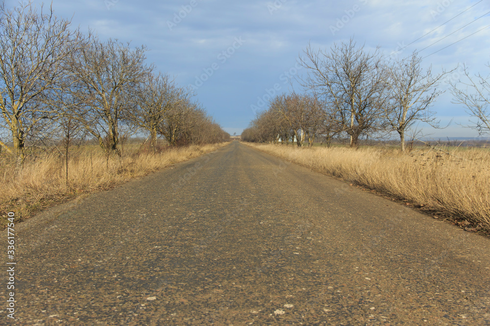 Fototapeta premium abandoned asphalt road with walnut trees along the edges 