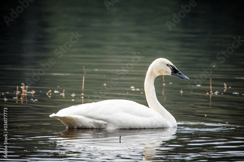 Tundra Swan