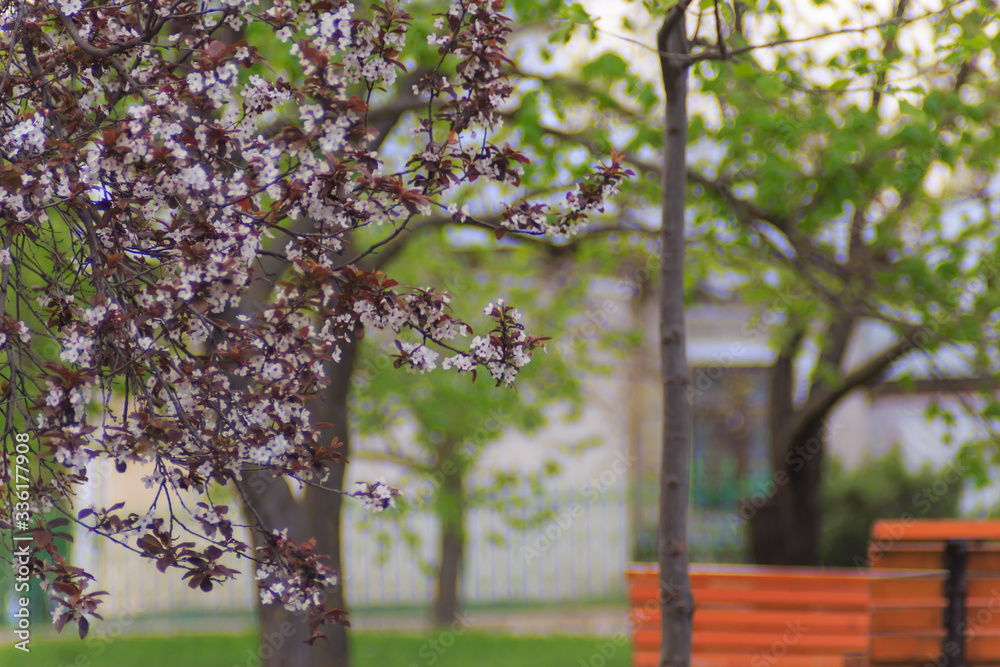 spring branches with flowers on a park background  