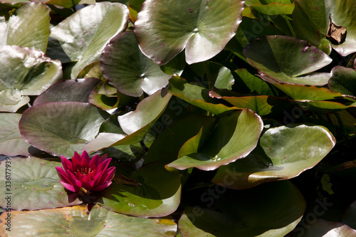 Fotografie Saltash (England), UK - August 21, 2015: Ninfee in Cotehele park, near Saltash,  Cornwall, England, United Kingdom