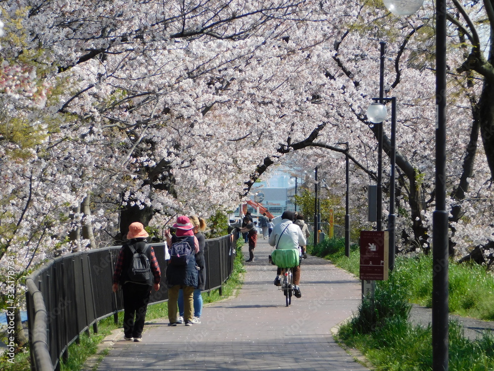 Obraz premium 芥川沿いの遊歩道と桜並木(大阪府高槻市)