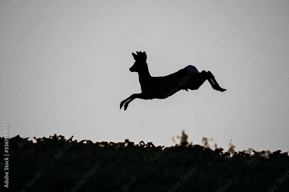 Young roe deer jumping across the field