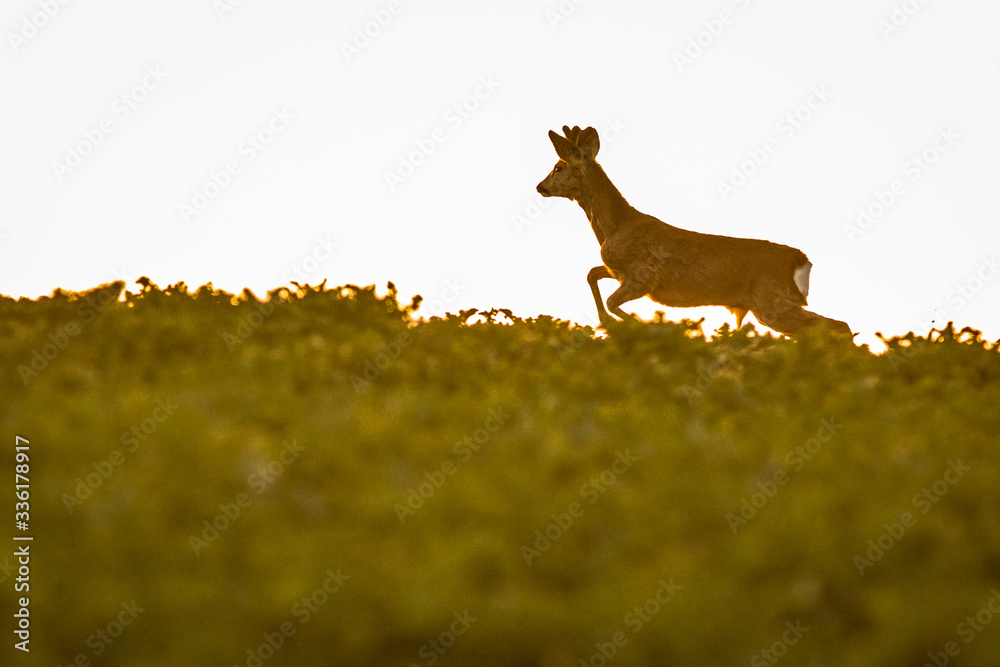 Young roe deer jumping across the field
