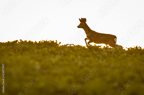 Obraz na płótnie Young roe deer jumping across the field w salonie