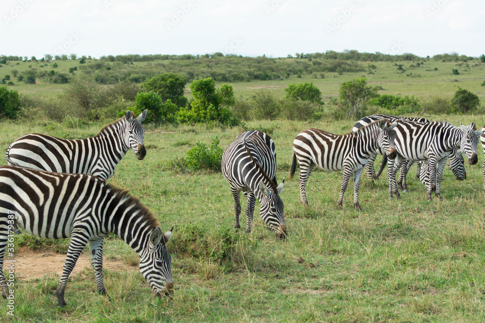 A Herd of Common Zebras Grazing in Masai Mara National Park in Kenya, Africa A Herd of Common Zebras Grazing in Masai Mara National Park in Kenya, Africa