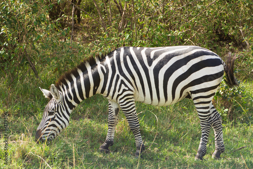 Common Zebra grazing in Masai Mara National Park in Kenya  Africa