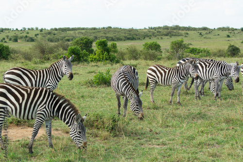 A Herd of Common Zebras Grazing in Masai Mara National Park in Kenya  Africa