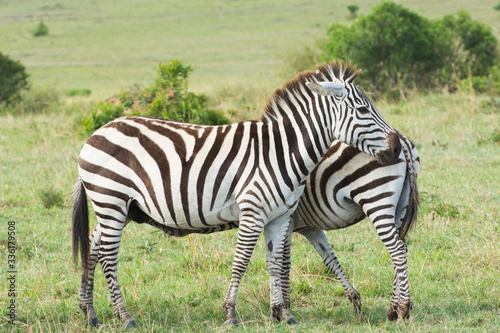 Two common zebras standing in a grassy area in Masai Mara on a September evening