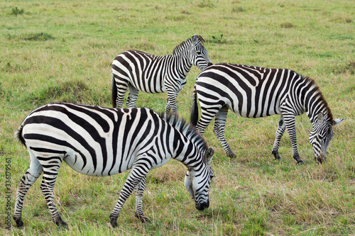 A Herd of Common Zebras Grazing in Masai Mara National Park in Kenya  Africa