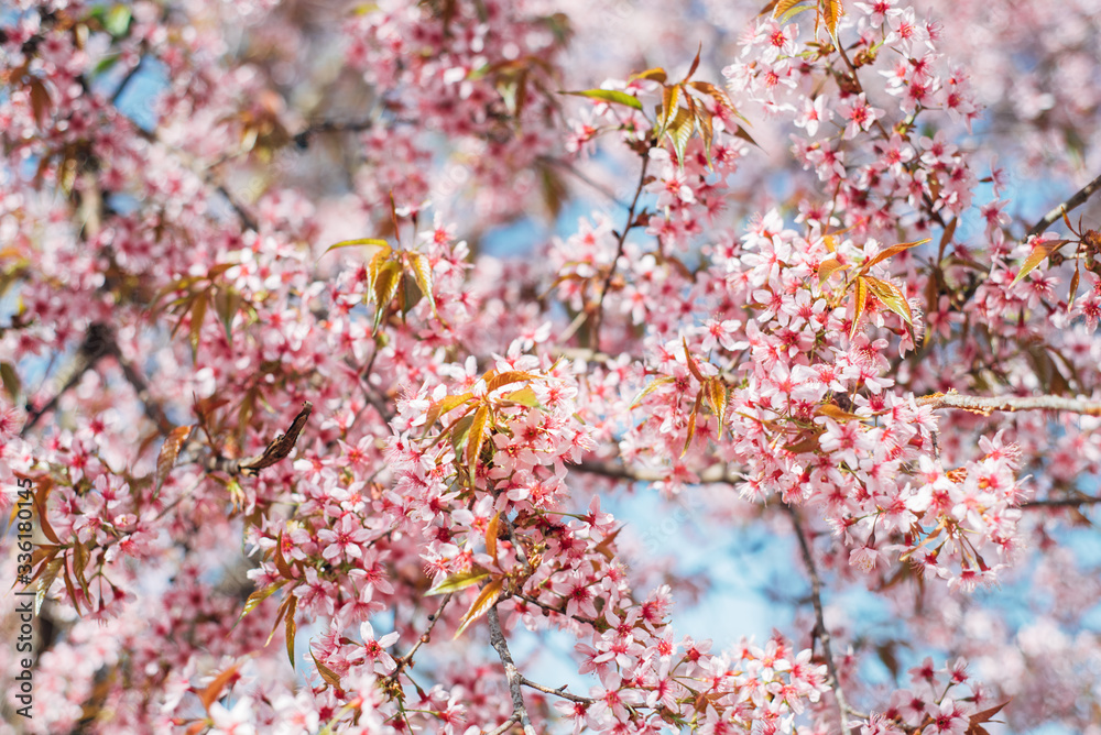 Pink cherry blossom in spring Blue Sky Thailand Pink cherry blossom in spring Blue Sky Thailand