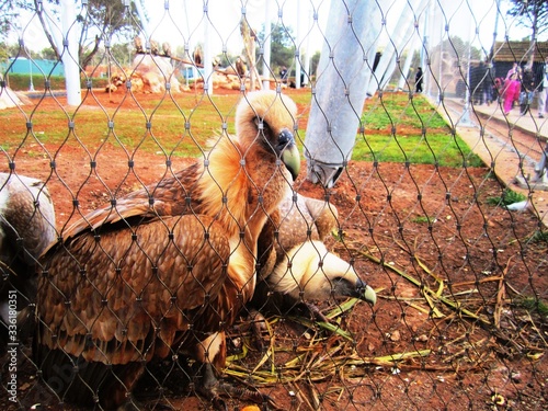 - The golden eagle with its splendid color and its well-trimmed feathers.