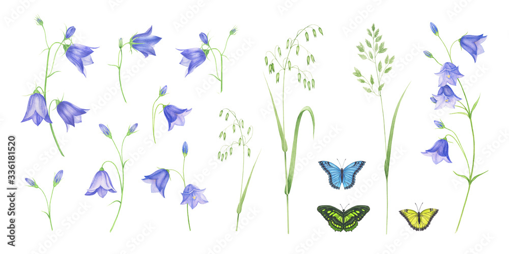 Set of illustrations of blue bells, meadow herbs and butterflies, watercolor painting Set of illustrations of blue bells, meadow herbs and butterflies, watercolor painting