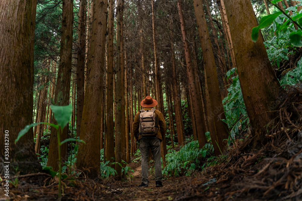 Man standing on forest path surrounded by trees, Sao Miguel Island, Azores, Portugal Man standing on forest path surrounded by trees, Sao Miguel Island, Azores, Portugal