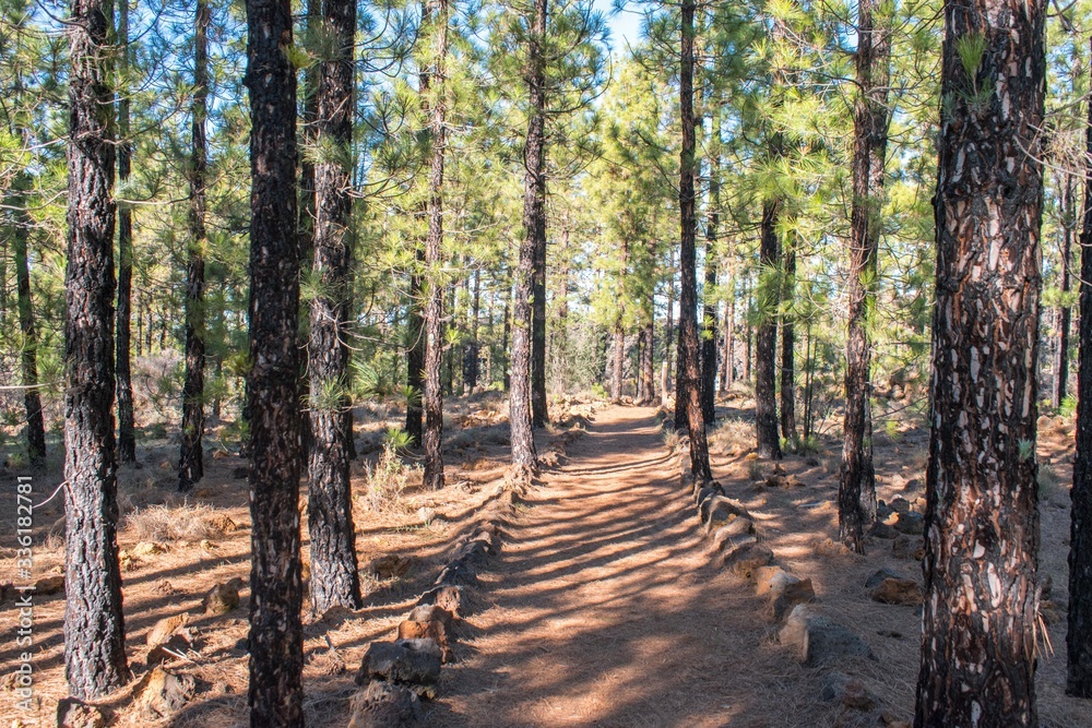 Hiking through the woods in the Chimera loop at Teide National Park Hiking through the woods in the Chimera loop at Teide National Park