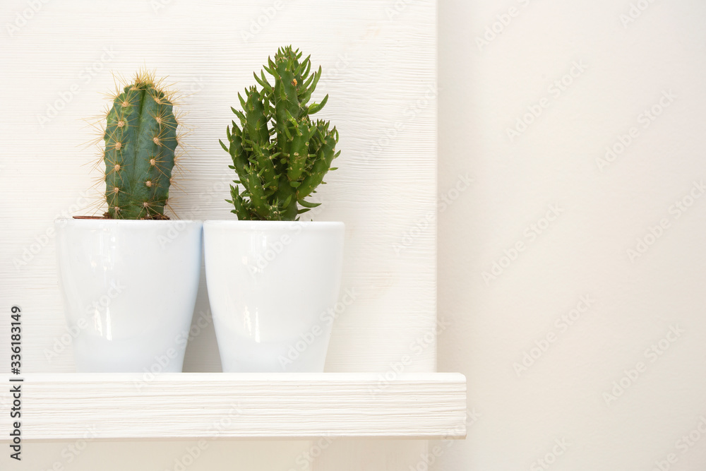 Two green cactuses decoration in white modern flower pot home design, retro interior Two green cactuses decoration in white modern flower pot home design, retro interior