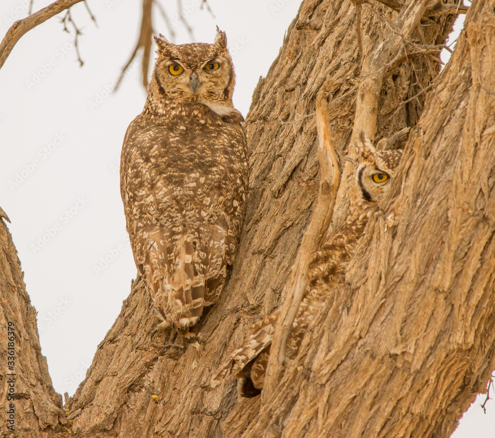 Two well camouflaged Spotted eagle owls in Kgalagadi. Two well camouflaged Spotted eagle owls in Kgalagadi.