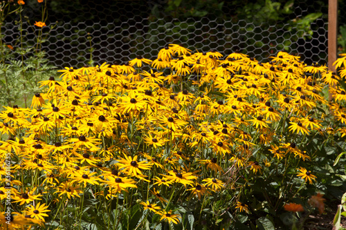 Fotografie Saltash (England), UK - August 21, 2015: Cotehele park, near Saltash,  Cornwall, England, United Kingdom
