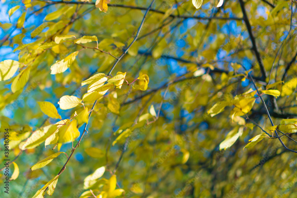 autumn tree in the park in yellow foliage