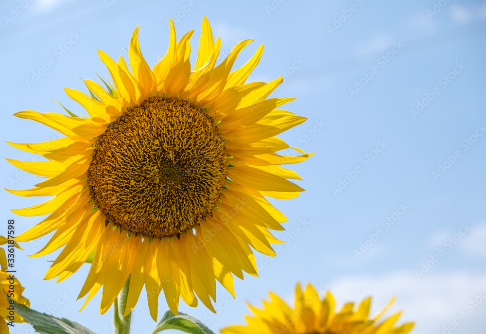 Bright yellow sunflowers on on blue sky background. Bright yellow sunflowers on on blue sky background.