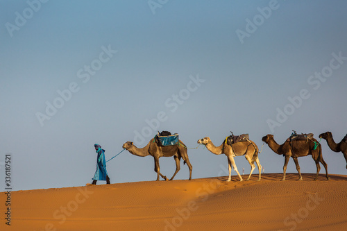 Canvas-taulu Camels caravan in the dessert of Sahara with beautiful dunes in background