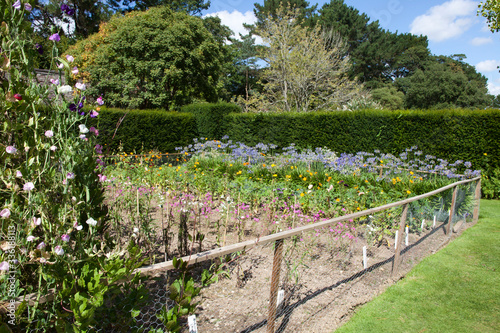 Fotografie Saltash (England), UK - August 21, 2015: Cotehele park, near Saltash,  Cornwall, England, United Kingdom